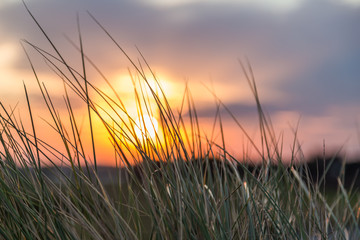 Sunset in the grass 2