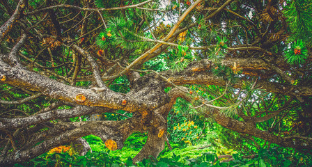 сказочное дерево