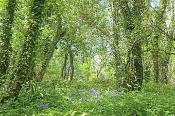 Fototapeta premium Bluebell wood in spring