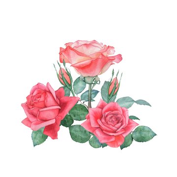 Watercolor illustration - 3 Roses. Isolated on white