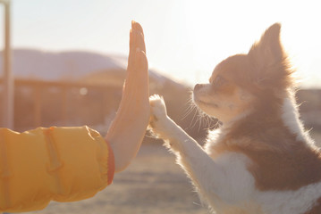 young female owner thin hand high five to her little chihuahua pet dog with love trust and...