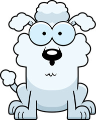 Surprised Little Poodle