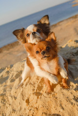 two cute happy chihuahua pet dogs hugging paw with love on sand beach in sea summer vacation