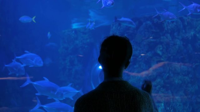 Underwater life, tourism, education and entertainment concept. Back view of woman silhouette looking at fish in large public aquarium tank at Oceanarium with blue low light illumination