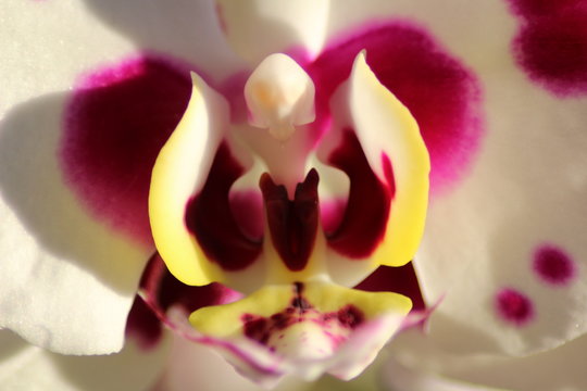 orchide