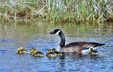 Obraz premium geese and goslings on the lake
