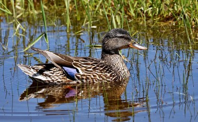 Malard - The most abundant and widespread of all waterfowl, the mallard is also the most hunted game bird.