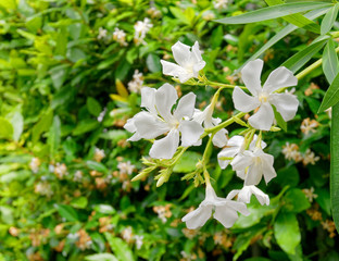 white oleander flowers bunch closeup in the garden, natural background