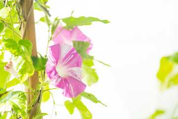 満開のアサガオ