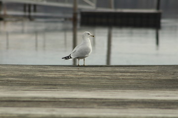 Seagull On The River