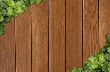 Wood planks covered by green leaves. Green ivy leaves climbing on wooden fence. Natural background texture.