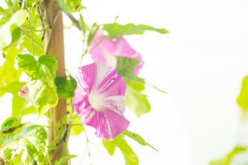 満開のアサガオ