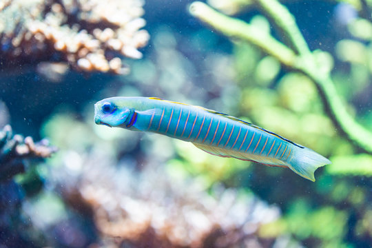 Ptereleotris zebra - Zebra barred dartfish, Chinese zebra goby