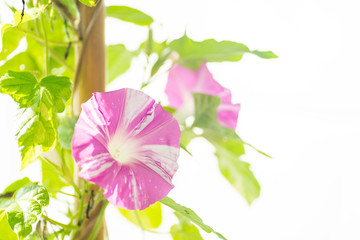 満開のアサガオ