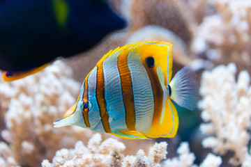 Fototapeta na wymiar Chelmon rostratus (Copperband Butterflyfish)
