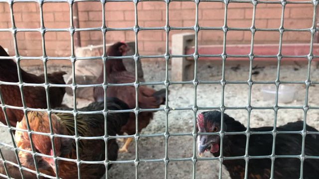 Chicken behind metallic net in a hen house.