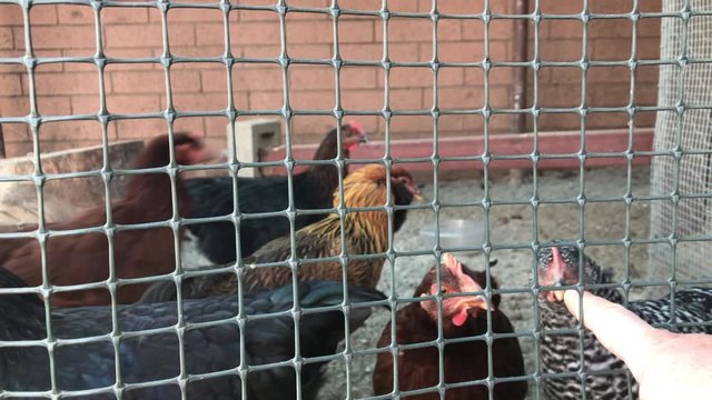 Curious Chickens look and bite a finger. Poultry behind metal net.