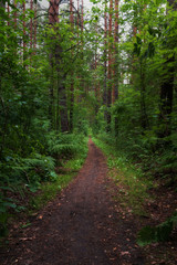 a forest path among a dense forest