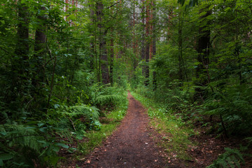 Obraz premium a forest path among a dense forest
