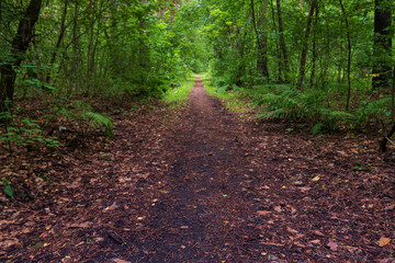 Obraz premium a forest path among a dense forest