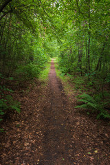 a forest path among a dense forest