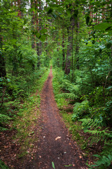 a forest path among a dense forest