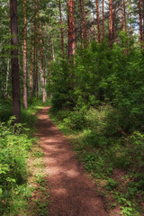 Fototapeta na wymiar a forest path among a dense forest