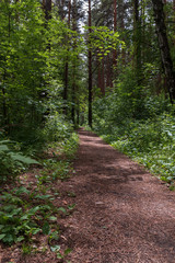 Obraz premium a forest path among a dense forest