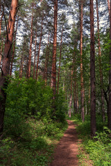 a forest path among a dense forest