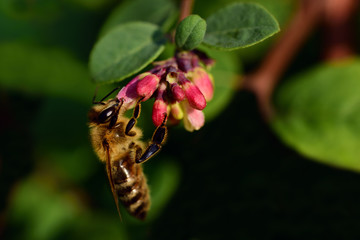 Closeup of a honey bee looking for food at a small red blossom with leaves and branches in front of dark background and text field