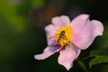 Closeup of an anemone in the summer with a hover fly searching for pollen at the food