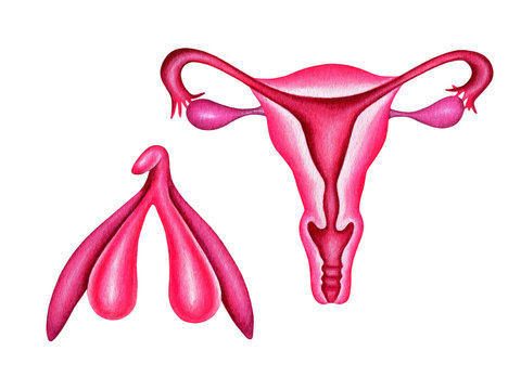 Female reproductive system and clitoris. Uterus, cervix, ovaries, vagina. Watercolor illustration isolated on white.