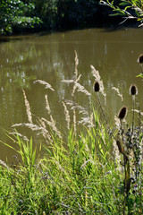 gräser am teichufer