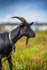 A black goat grazes on a leash in a meadow. Photographed in close-up.