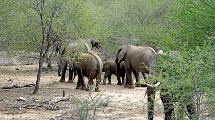 Obraz na płótnie Canvas Eine Elefantenherde im Krüger Nationalpark in Südafrika, große und kleine Elefanten