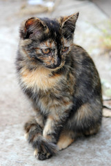 cute kitten, young cat looking forwards, portrait closeup
