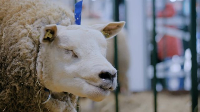 Portrait of funny cute texel sheep eating hay at agricultural animal exhibition, small cattle trade show. Farming, feeding, agriculture industry, livestock and animal husbandry concept