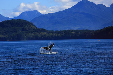 Obraz premium Buckelwal taucht und zeigt seine Flosse