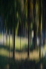 Blurry destorted trees in the park