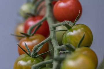 fresh cocktail tomatoes in the garden