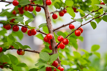 Felted cherry on the branch in the garden background