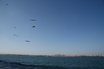 Fototapeta na wymiar birds flying