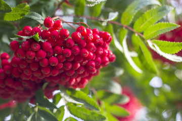 Bunches of rowan berries (mountain ash) hanging from a tree.