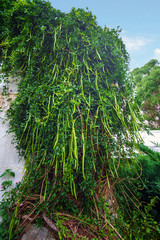 View of the the old greenhouse covered by plants