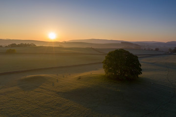 Sunrise over a tree in the Yorkshire Dales