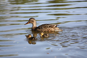 Duck in Water With Ducklings 