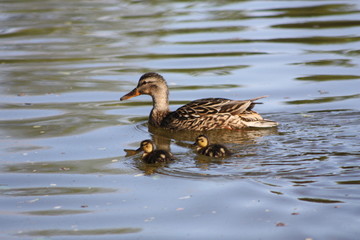 Duck and Duckling 
