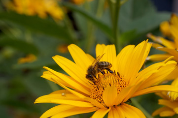 Pszczoła zbiera pyłek w kwiecie słonecznika