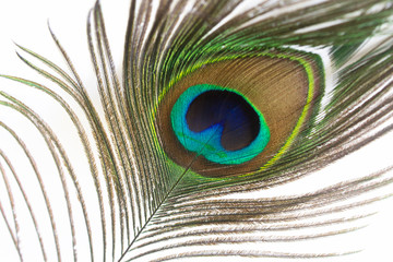 beauty romantic elegant peacock feather on white background