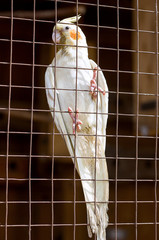 close-up of a cockatiel parrot in a cage